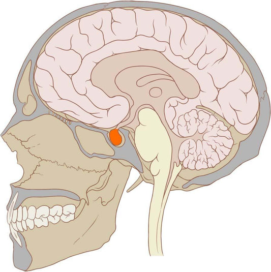 Pituitary Gland: The Master Gland