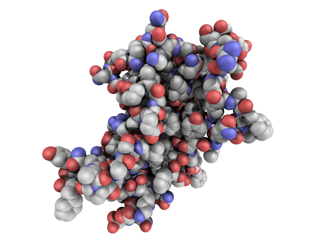 Human Growth Hormone